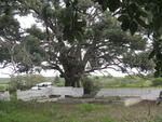 Western Cape, BREDASDORP district, Blomeris 700, Fountain Bush, farm cemetery
