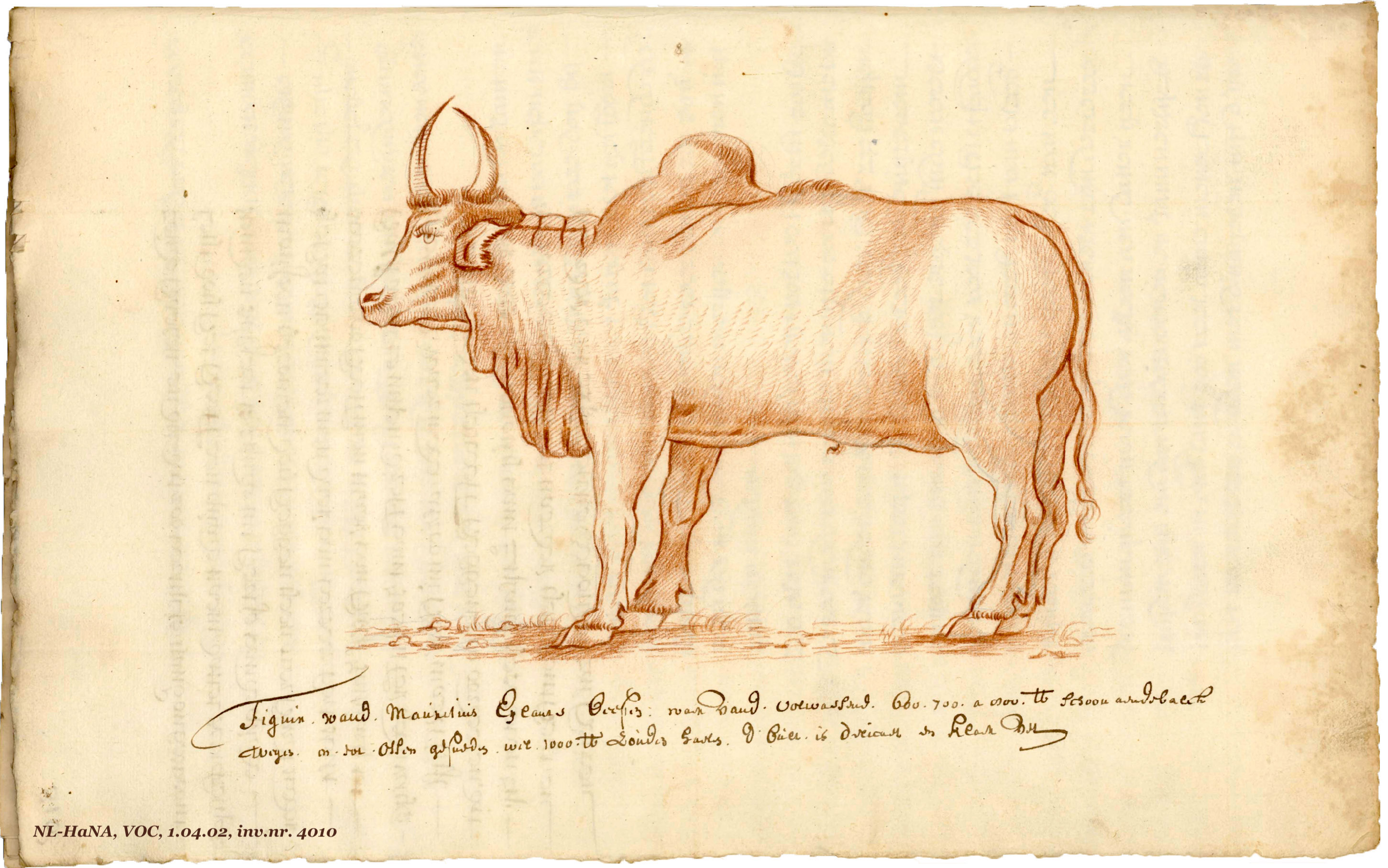 Mauritius oxen 1673